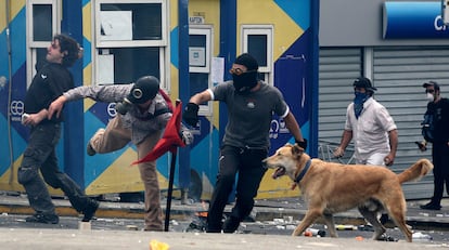 El perro, convertido ya en estrella mediática de las protestas griegas, parece uno más de los manifestantes en esta fotografía del 5 de mayo.
