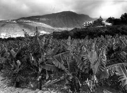 Plataneras en las Cañadas del Teide valle de la Orotava (Tenerife).