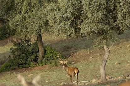 Un ciervo rojo en el parque nacional de la Sierra de Hornachuelos, en Córdoba.