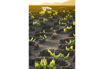 Viñedos de La Geria, en Lanzarote (Canarias), protegidos del viento por muros de lava.