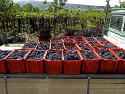 Fotografía facilitada por el productor montenegrino Rade Rajkovic la vendimia de la variedad autóctona vranac, en su viñedos.