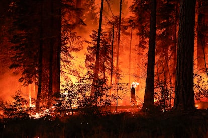 Árboles arden en Park Fire (California). Este incendio ha quemado actualmente más de 14 mil hectáreas, según el Departamento de Silvicultura y Protección contra Incendios de California.