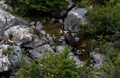 A brown bear in Somiedo Nature Park (Asturias).