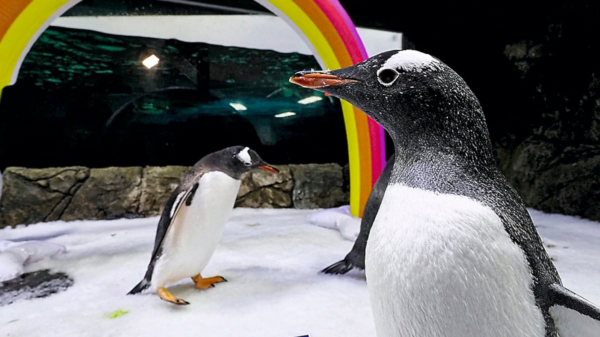 Parejas de pingüinos homosexuales y otras historias de la diversidad sexual  del reino animal | EL PAÍS Semanal: El pulso | EL PAÍS