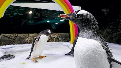 Pingüinos homosexuales