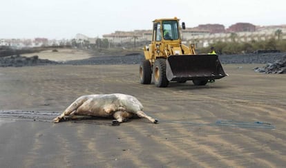 Uno de los toros, el que apareció muerto en una playa de Granadilla de Abona, en Tenerife, en marzo.
