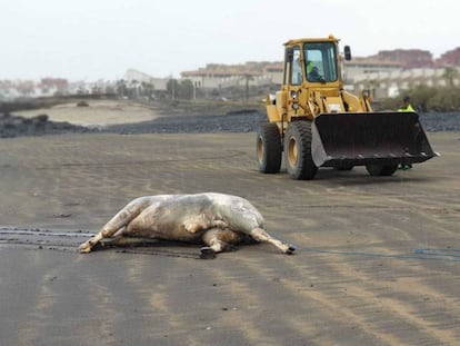 Uno de los toros, el que apareció muerto en una playa de Granadilla de Abona, en Tenerife, en marzo. 