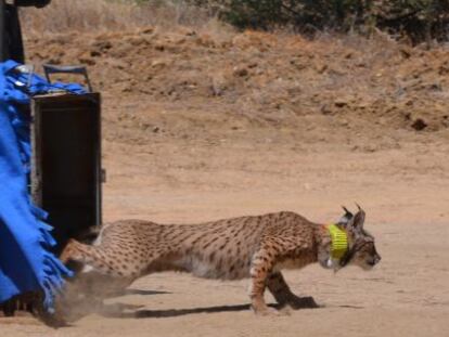 Suelta de un ejemplar de lince en una imagen de archivo.