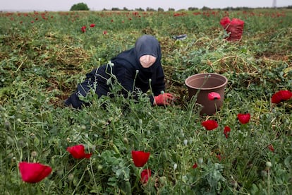 La mayoría de las familias refugiadas sirias trabajan en el campo, donde los terratenientes les explotan  pagando, cuando lo hacen unas 200 liras ( unos 4 euros diarios).