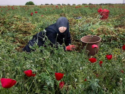 La mayoría de las familias refugiadas sirias trabajan en el campo, donde los terratenientes les explotan pagando, cuando lo hacen unas 200 liras ( unos 4 euros diarios).