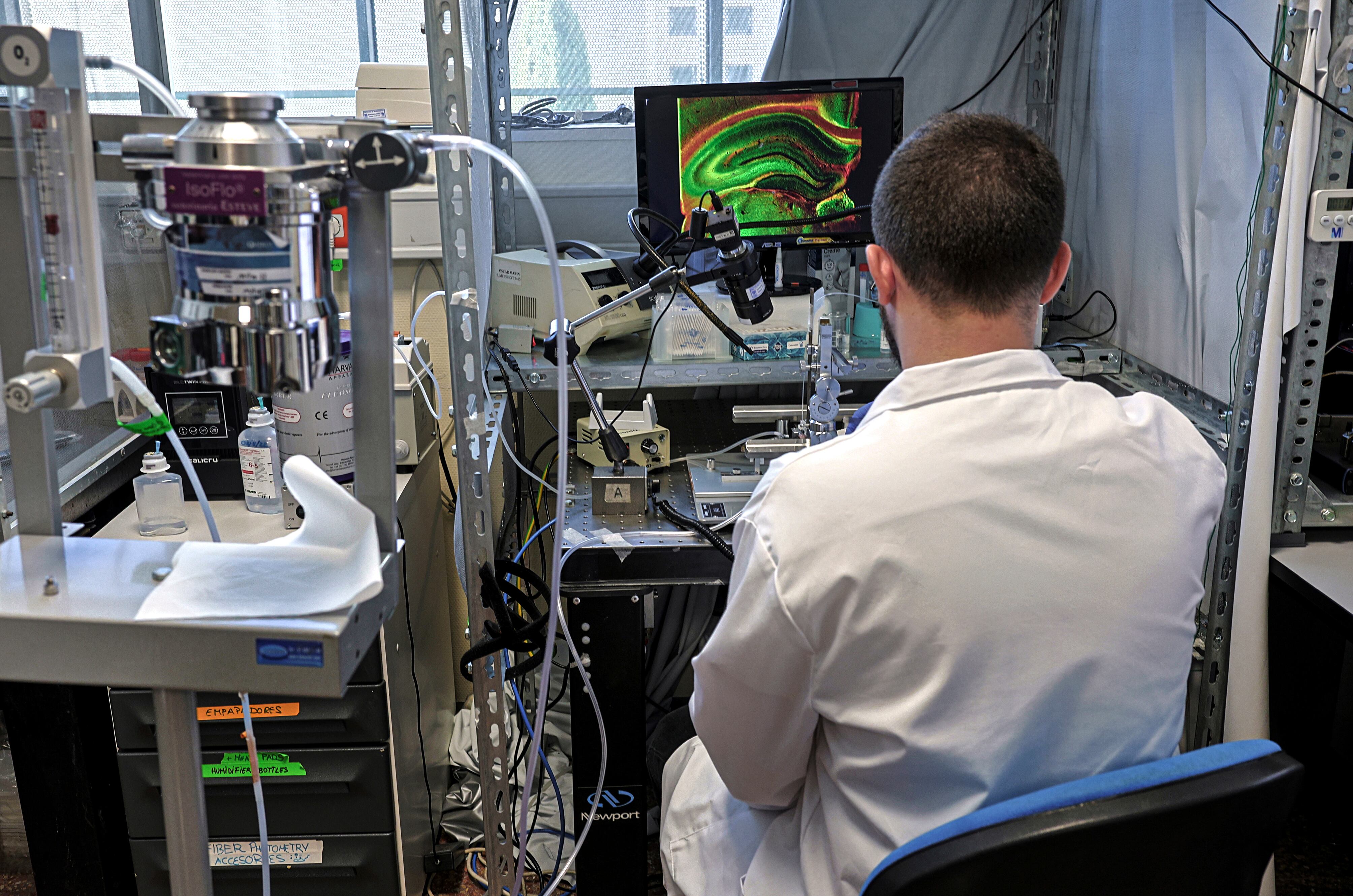 El investigador Alejandro Trouvé realizando un experimento con roedores en el laboratorio de Santiago Canals en el Instituto de Neurociencias (CSIC - UMH) en Sant Joan (Alicante) el pasado diciembre. 