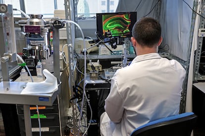 The researcher Alejandro Trouvé carrying out an experiment with rodents in the laboratory of Santiago Canals at the Institute of Neurosciences (CSIC - UMH) in Sant Joan (Alicante) last December. 