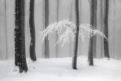 Además de los dos premios principales (a la mejor serie y a la mejor foto única), este año se han concedido una serie de menciones especiales. Una de ellas es The Monochrome Award, que premia una imagen en blanco y negro. La elegida por el jurado nos introduce en mitad de un bosque helado en Alemania, inmortalizado de manera magistral por <a href="https://www.panpictures.de/" target="">Heiner Machalett</a>.