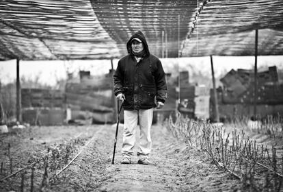 Rosalío Ayala, 50 años, sufrió un accidente en una mina en 2012 y perdió una pierna. No le dieron una indemnización ni está cobrando aún una pensión. Junto a otros exmineros y la ayuda de una asociación, Ayala ha montado un invernadero de chile piquín.