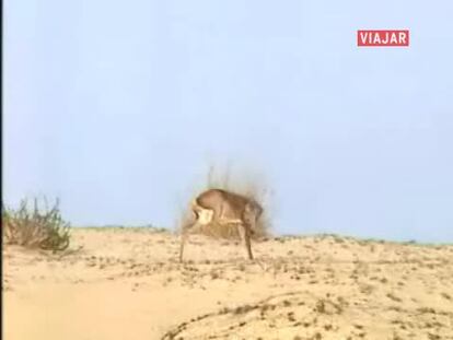 Doñana , mirador de fauna y flora