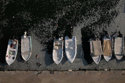 A man sits in a boat as tons of dead fish litter the Greek port of Volos on Wednesday.  