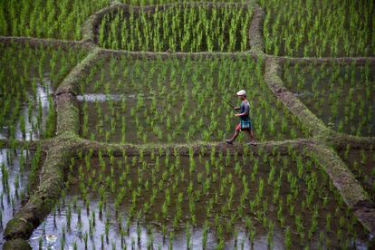 Un hombre camina en un arrozal en el pueblo de Moronga, India.