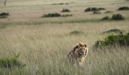 Un león entre la hierba alta, donde a veces no se divisan hasta estar muy cerca.