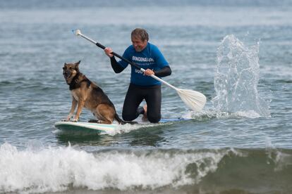 Un participante de la III Edición del Campeonato Europeo de Surf DingoNatura Dog Surf, el pasado domingo en la playa de La Concha de la localidad cántabra de Suances.