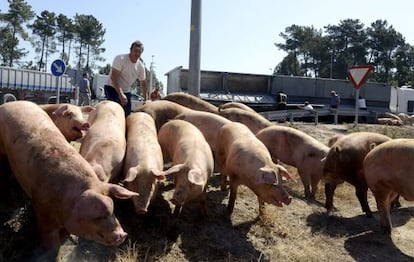 Un hombre intenta agrupar algunos cerdos que huyeron en estampida a causa del accidente en O Carballi&ntilde;o.