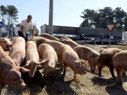 Un hombre intenta agrupar algunos cerdos que huyeron en estampida a causa del accidente en O Carballi&ntilde;o.