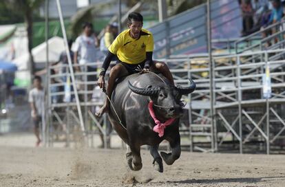 Un jockey tailandés compite durante la carrera anual de búfalos de agua en la provincia de Chonburi, al sur de Bangkok (Tailandia).
