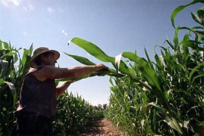 Un sembrado de maíz, modificado genéticamente, en Aranjuez, perteneciente al Instituto Nacional de Investigación Agraria.