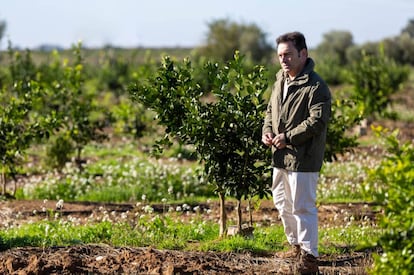 Luis Bolaños, CEO de Iberhanse-Naturgreen, en una plantación de la empresa.