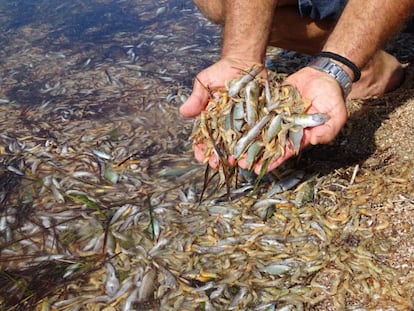  Dead fish washed up by the hundreds on the shores of the Mar Menor in October 2019.