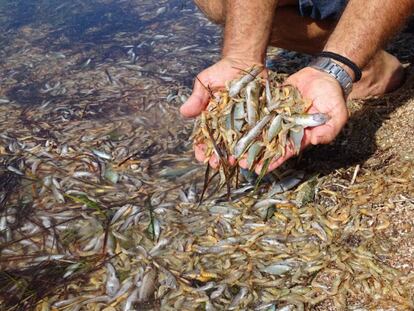  Un hombre muestra algunos de los peces muertos a orillas del Mar Menor.