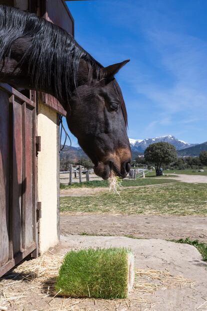 Alimento de Equinocol para caballos.