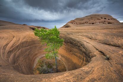 Desafiando la lógica, el árbol crece en una olla esculpida por la pertinaz erosión en medio de la arenisca roja en el suroeste de Estados Unidos. Está a un par de horas del pueblo más cercano, donde las temperaturas sobrepasan los 45 grados.