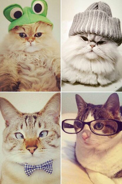 @cats_of_instagram nos descubre el fantástico universo gatuno donde aparecen divertidas instantáneas sobre el complicado mundo de los dueños y su manía por vestir a sus gatitos. No tiene desperdicio.