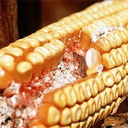 Mazorca de maíz afectada por la plaga del <i>taladro</i>.