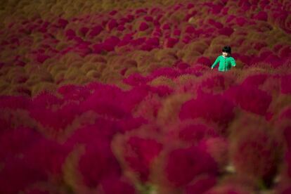 Un niño corre en un campo de 'kochia', en Hitachi, Tokio (Japón).