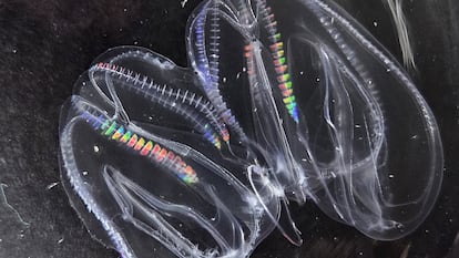 Primera fusión exitosa en laboratorio de una 'Mnemiopsis leidyi'.