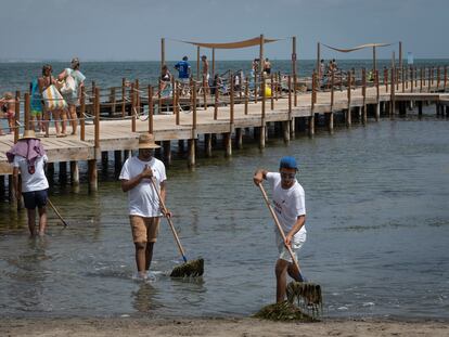 Retirada de biomasa frente al balneario de Los Urrutias, en el Mar menor, para prevenir la eutrofización del agua.