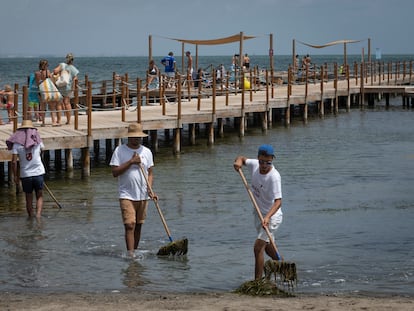 Retirada de biomasa frente al balneario de Los Urrutias, en el Mar menor, para prevenir la eutrofización del agua.