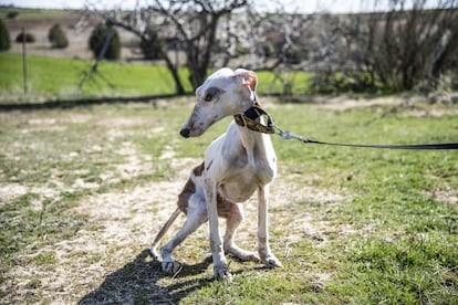 'Esclat' llegó al refugio de ARE en enero de 2019 procedente de Huelva en un estado crítico. Presentaba desnutrición, heridas y enfermedades infecciosas. Temían por su vida. “Llegó de una finca donde muchos animales se encontraban en condiciones miserables”, añade Pilar. Los signos de maltrato psicológico se hacen también evidentes. “Tiene un miedo terrible al ser humano. Su estado aún es muy débil”, explica. En el momento de la foto, 'Esclat' se encoge y se hace pis.