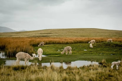 Un grupo de alpacas pasta en el altiplano peruano, en el distrito de Ajoyani (Puno) a más de 4.200 metros de altura.