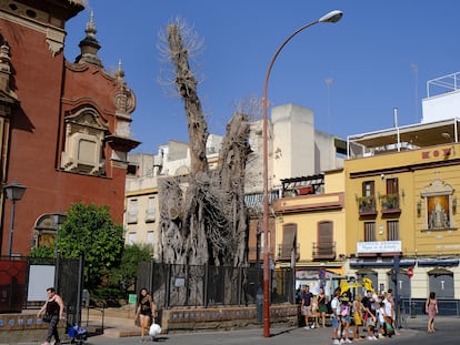 Ficus centenario de Sevilla