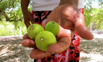 Una mujer recolectora muestra los frutos de la mangaba.