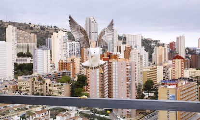 Una gaviota se acerca a una terraza en busca de comida.