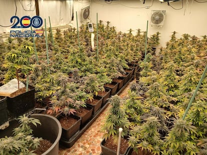 Plantación de marihuana hallada en uno de los inmuebles registrados a la organización que blanqueaba dinero de actividades ilícitas en Madrid.