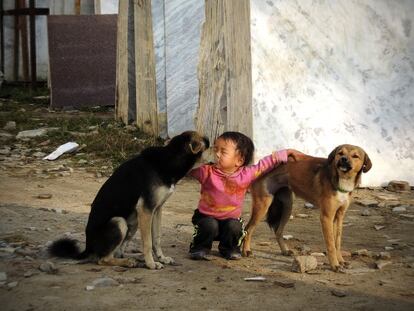 Un ni&ntilde;o juega con dos perros callejeros en Katmand&uacute;.