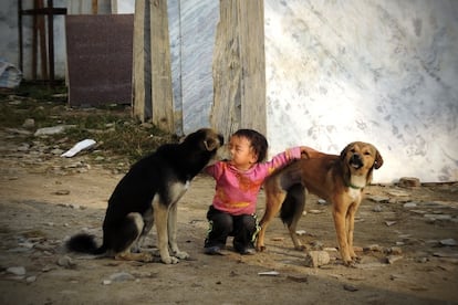 Un niño juega con dos perros callejeros en Katmandú.