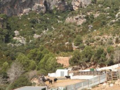 Ganadería en la zona de Els Ports, en Tarragona.