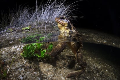 Macho de sapo común (Bufo spinosus) esperando la llegada de la hembra en las aguas menos profundas de la charca de Camorchos, en la Cuenca Alta del Manzanares.