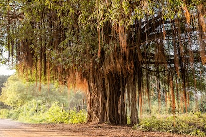 L'albero gigante che gli abitanti di Mompox chiamano l'albero che sussurra.