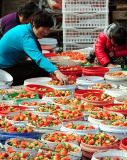 Una explotación de fresas en Matou.